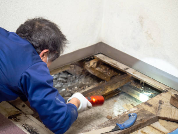 Best Mold Cleaning Services  in Columbia, TN