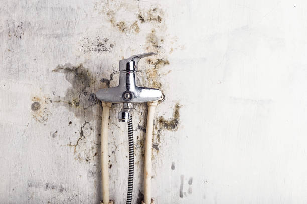 Best Mold Removal Specialists  in Columbia, TN
