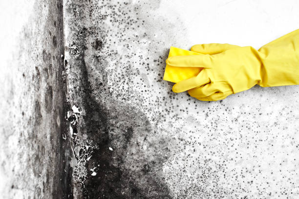 Office Mold Removal Services in Columbia, TN