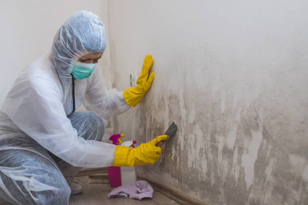 Best Professional Mold Removal  in Columbia, TN