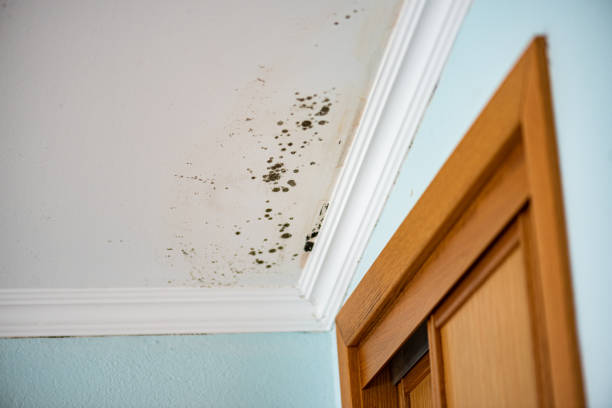Columbia, TN Mold Removal Company