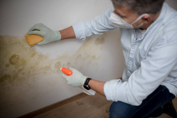 Best Black Mold Removal  in Columbia, TN